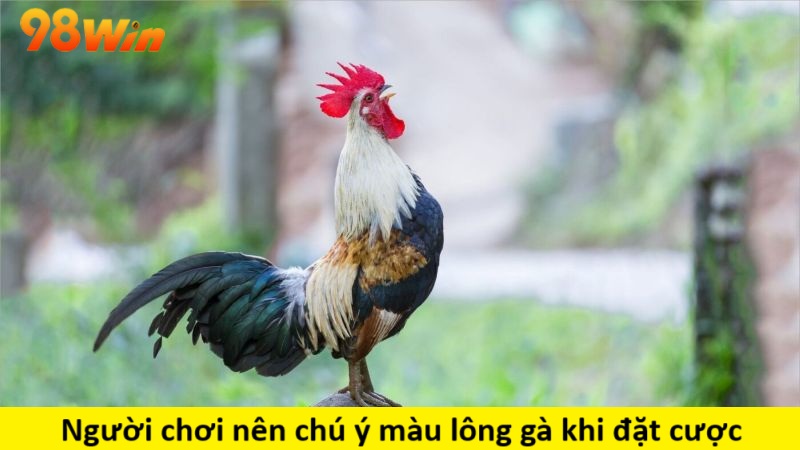 Người chơi nên chú ý màu lông gà khi đặt cược